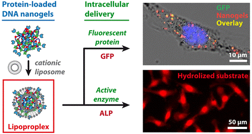 Délivrance intracellulaire de protéines fonctionnelles à l’aide d’un complexe ADN-protéines-nanogels-lipides